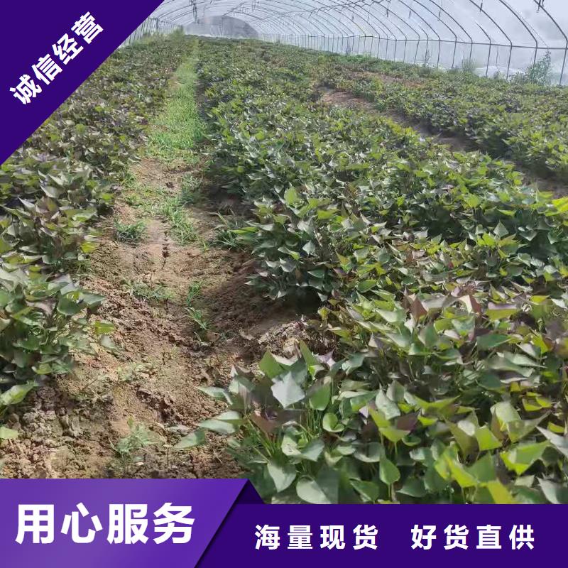 東風8號紫薯苗品種純正