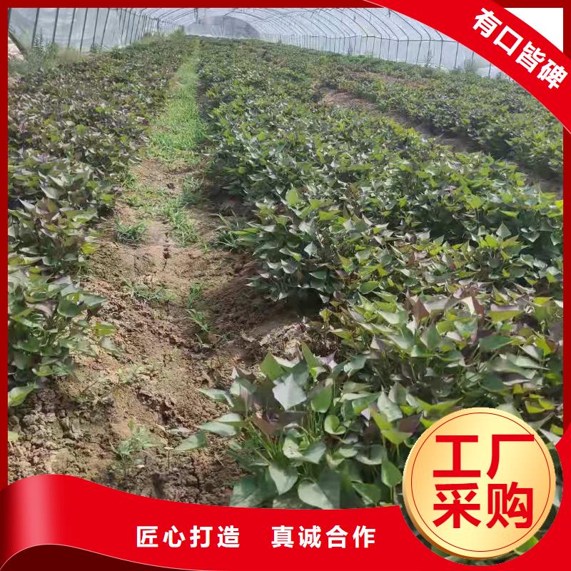 濟黑2號紫薯苗種植基地
