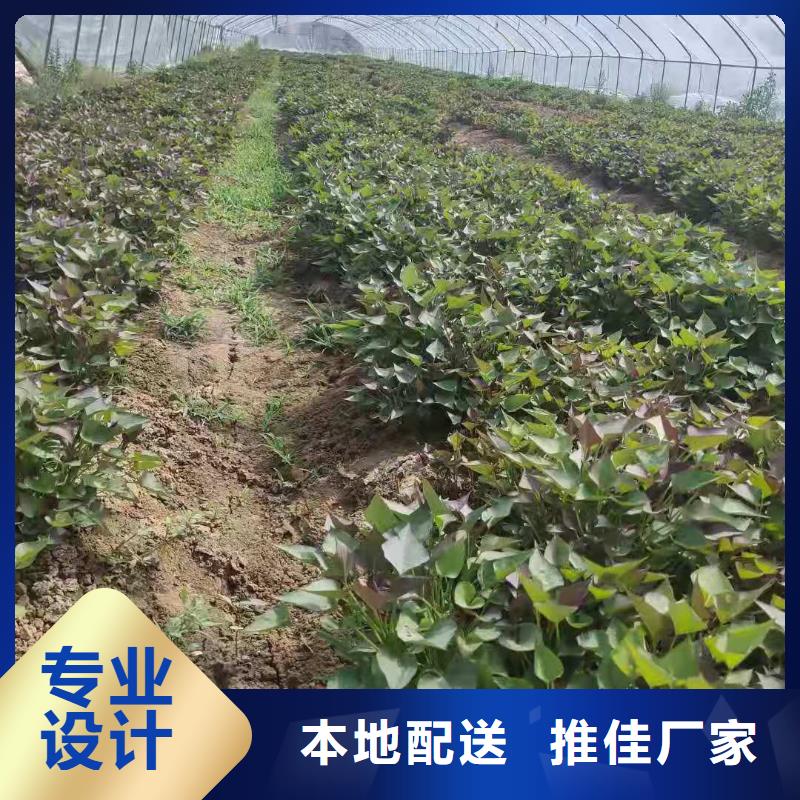 紅薯苗（西瓜紅）保回收