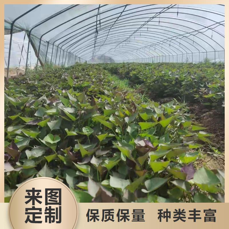 高剪脫毒普薯32號苗子現苗銷售
