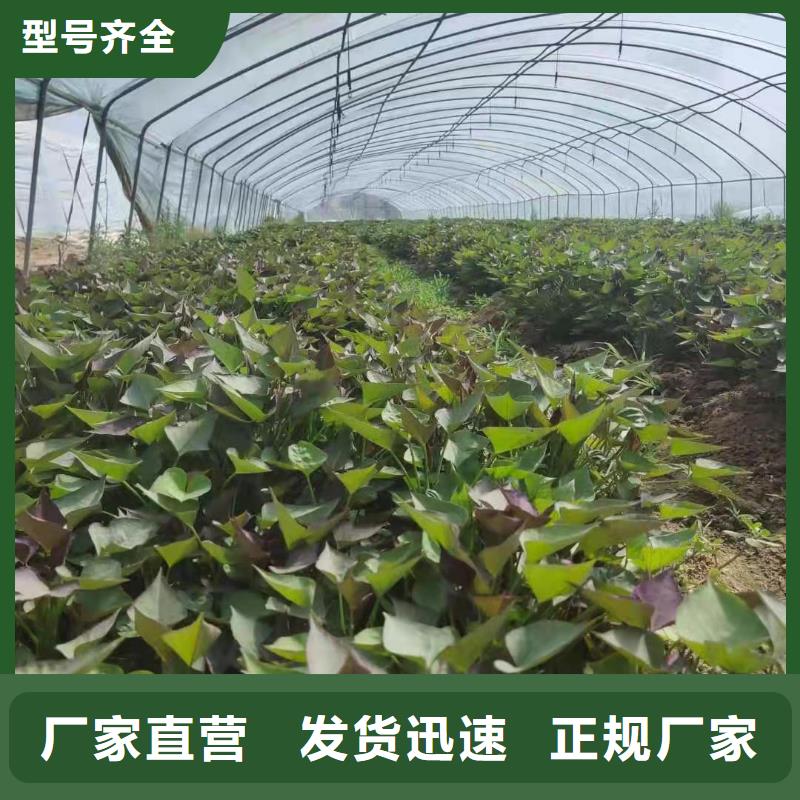 紫紅薯苗哪里有賣的