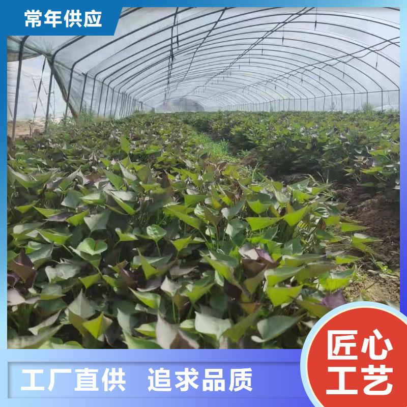 高產(chǎn)脫毒紫薯苗（凌紫品種）今日價(jià)格