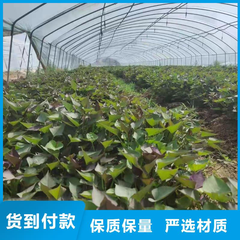 紫薯苗（濟黑2號）多少錢
