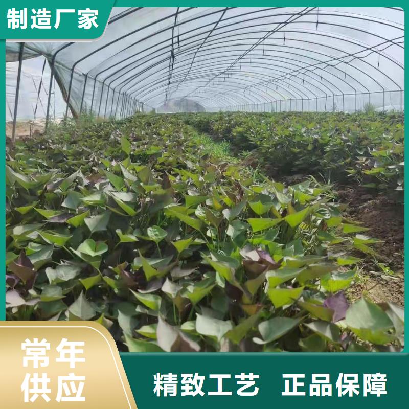 紅薯苗（西瓜紅）市場報價