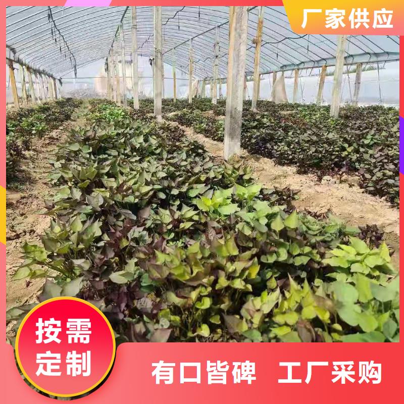 紫薯苗管理方式