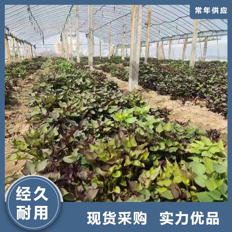 紫色地瓜苗（夏薯）多少錢