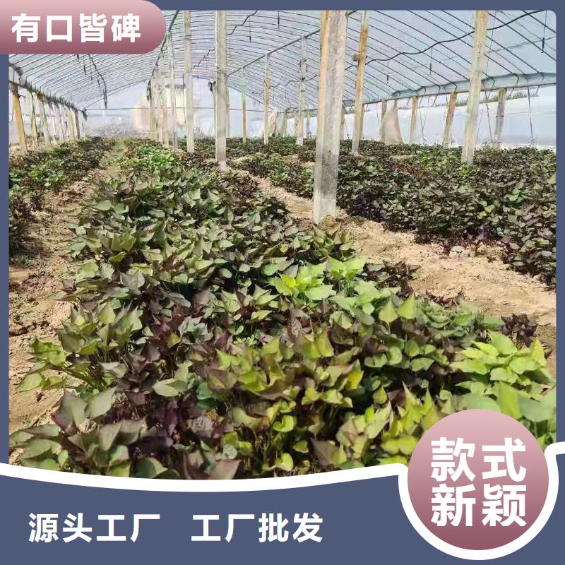 脫毒紫薯苗（濟黑品種）千畝種植