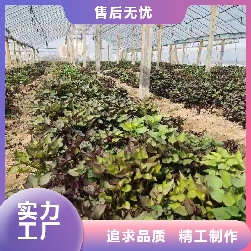 紫色地瓜苗（夏薯）歡迎致電