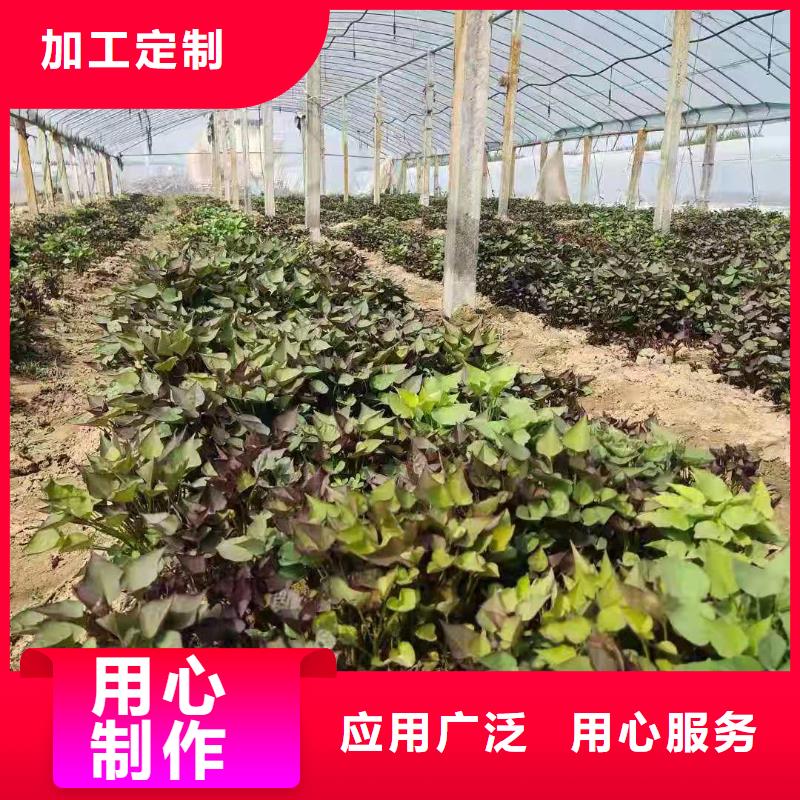 東風8號紫薯苗品種純正