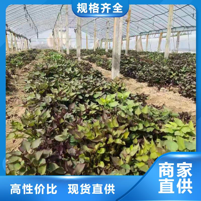 麥茬濟黑2號苗不要錯過