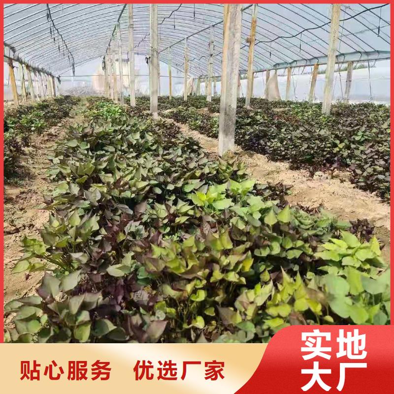 脫毒紫薯苗銷售