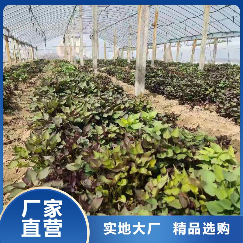 麥茬濟黑2號苗行情走勢
