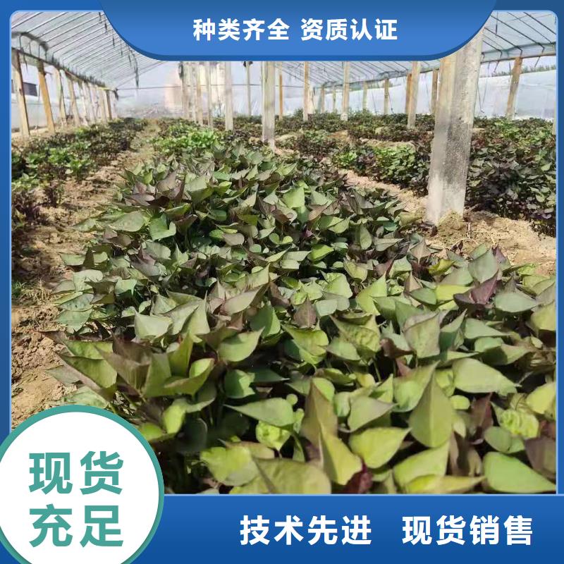 紅薯苗（西瓜紅）廠家