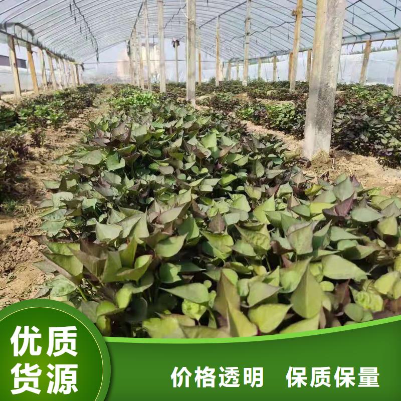 紫羅蘭紫薯苗批發