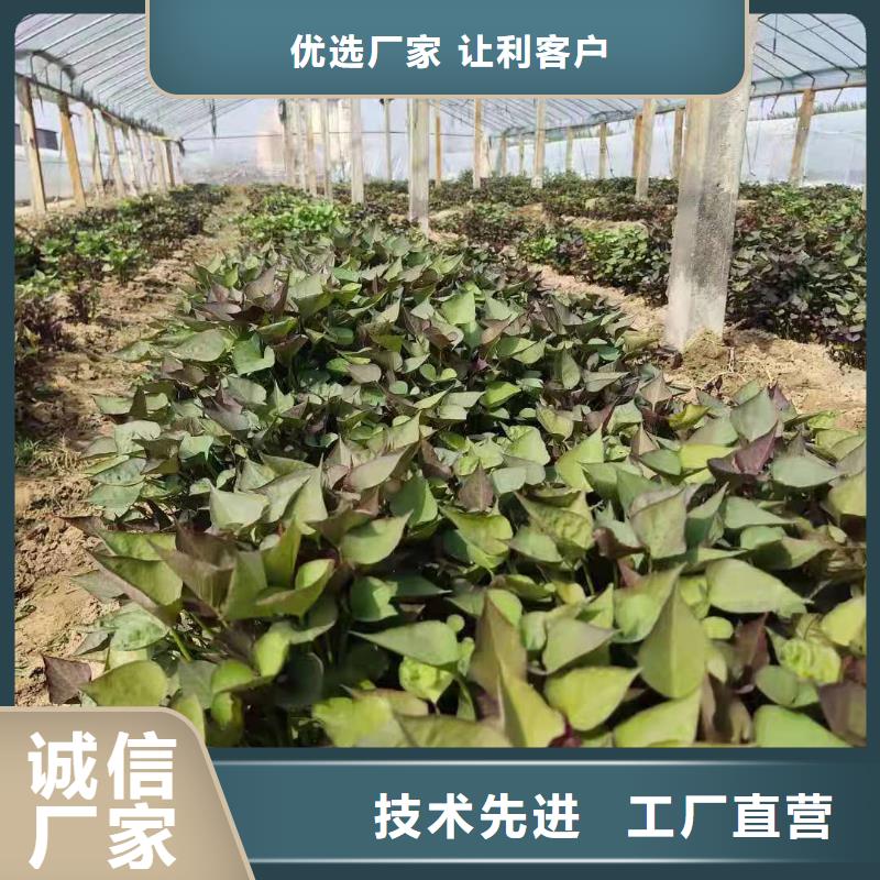 鮮食型紫薯苗銷售