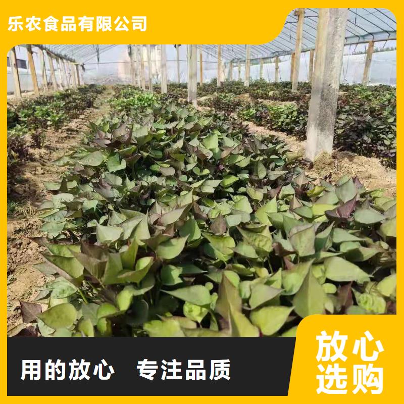 紫薯種苗什么時候種