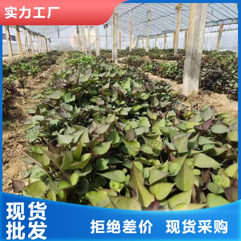 高剪苗紅薯苗（西瓜紅）廠家現貨直銷