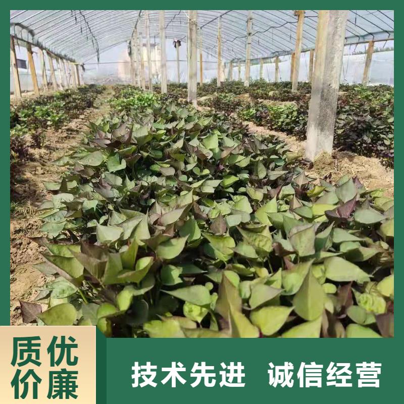 紫薯種苗市場報價