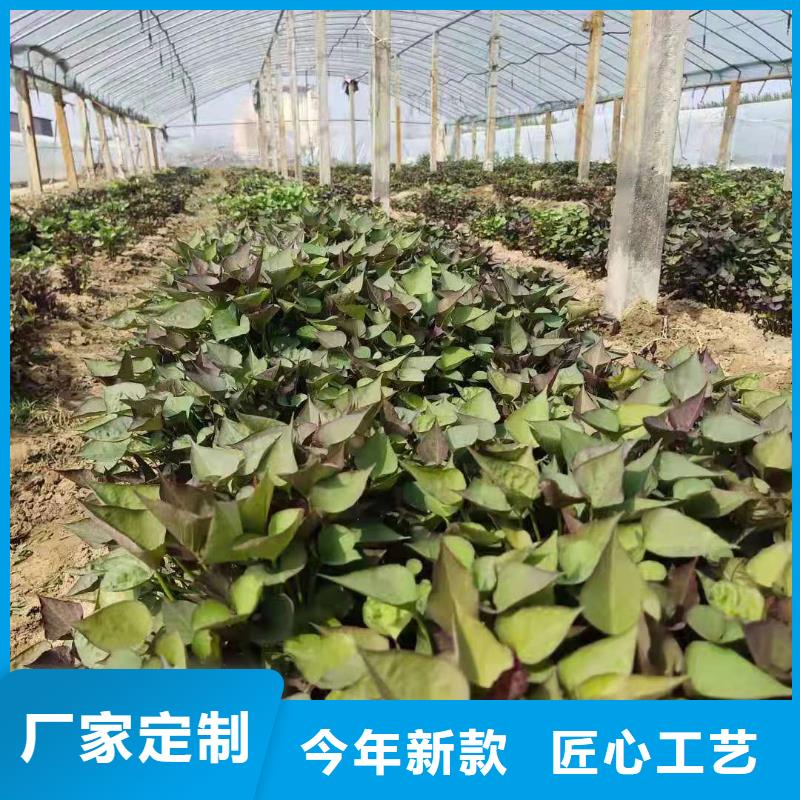 紫薯苗（綾紫）歡迎致電