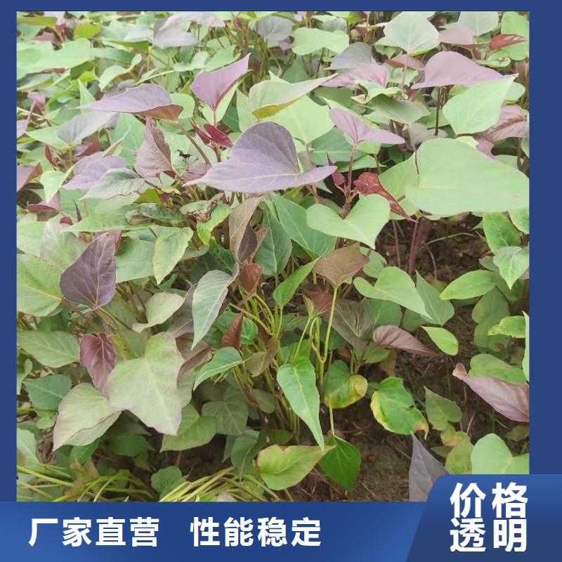 高產紅薯苗（普薯32號)種植基地