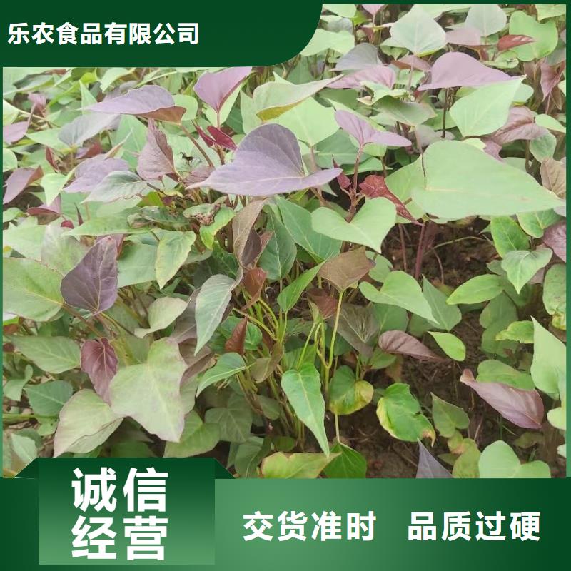 紫薯苗子多少錢一棵