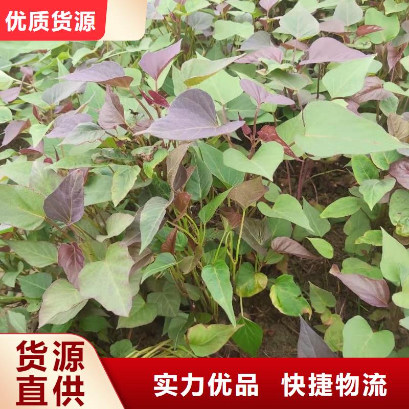 紫薯苗_羽衣甘蓝粉适用范围广