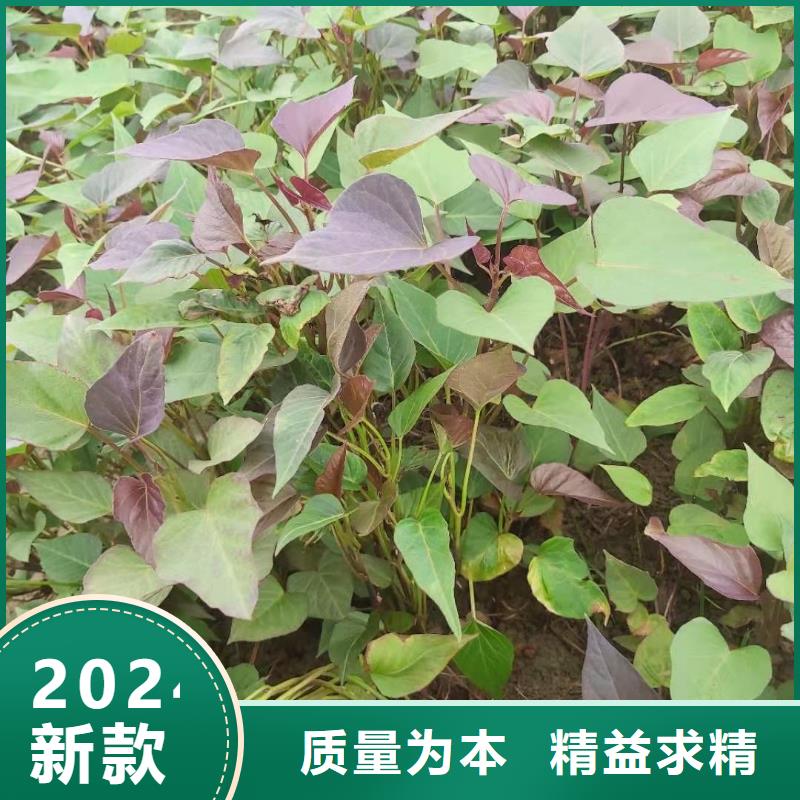 高剪紅薯苗價格