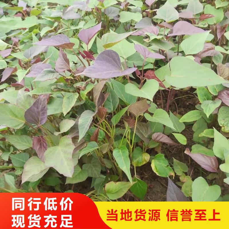 綾紫薯苗種植基地