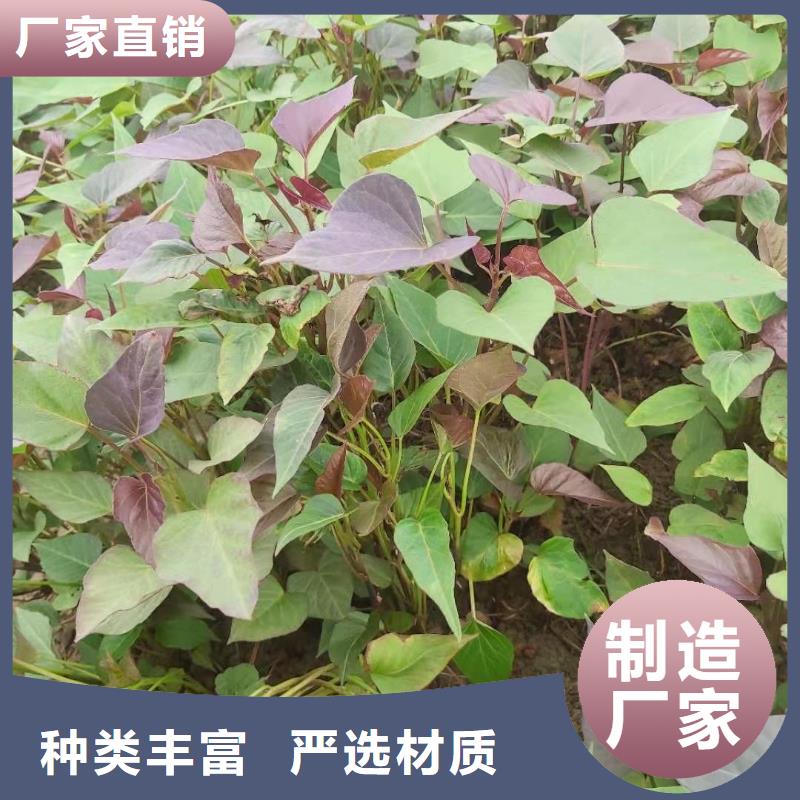 脫毒紫薯苗2025新苗上市