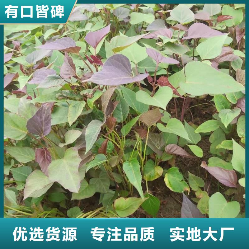 脱毒紫薯苗种植基地