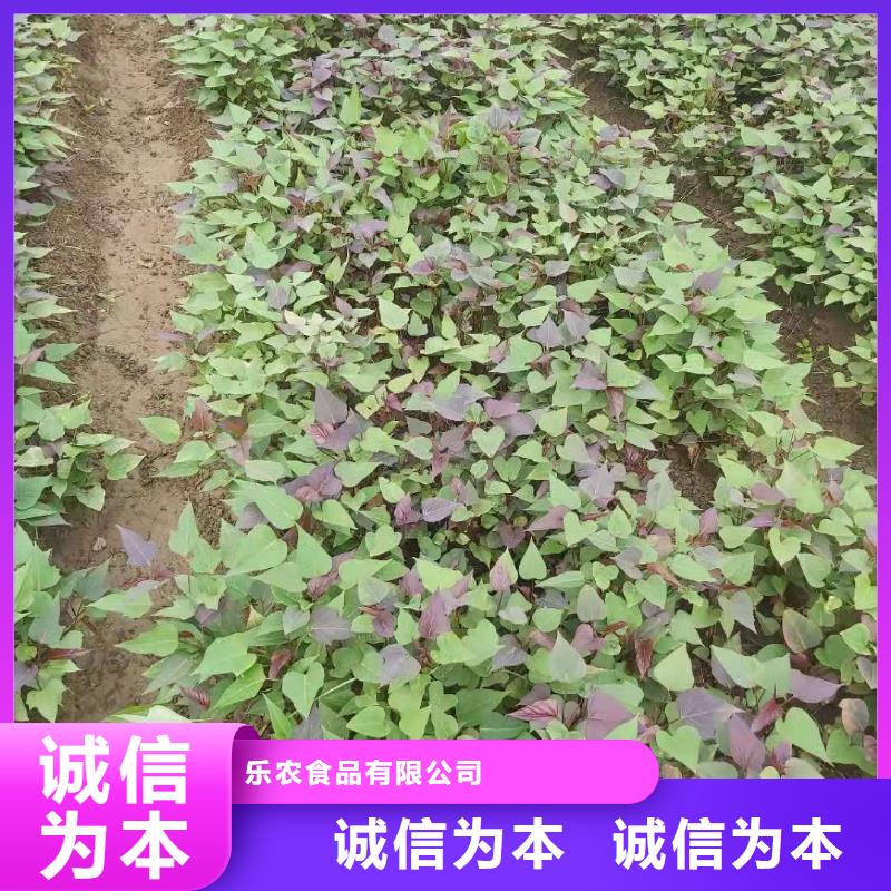紫地瓜苗種植廠家