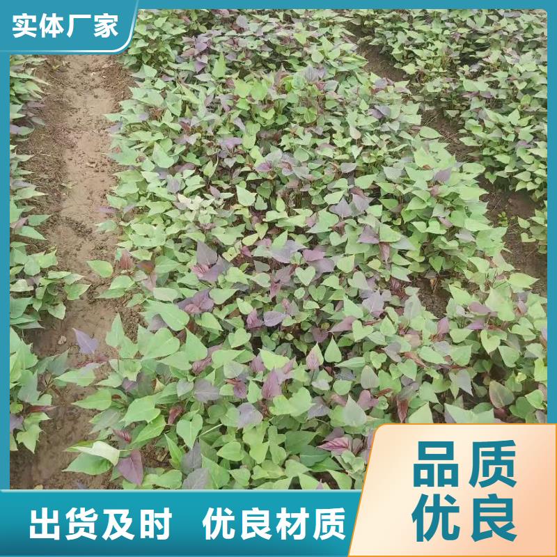 紅薯苗（西瓜紅）市場報價