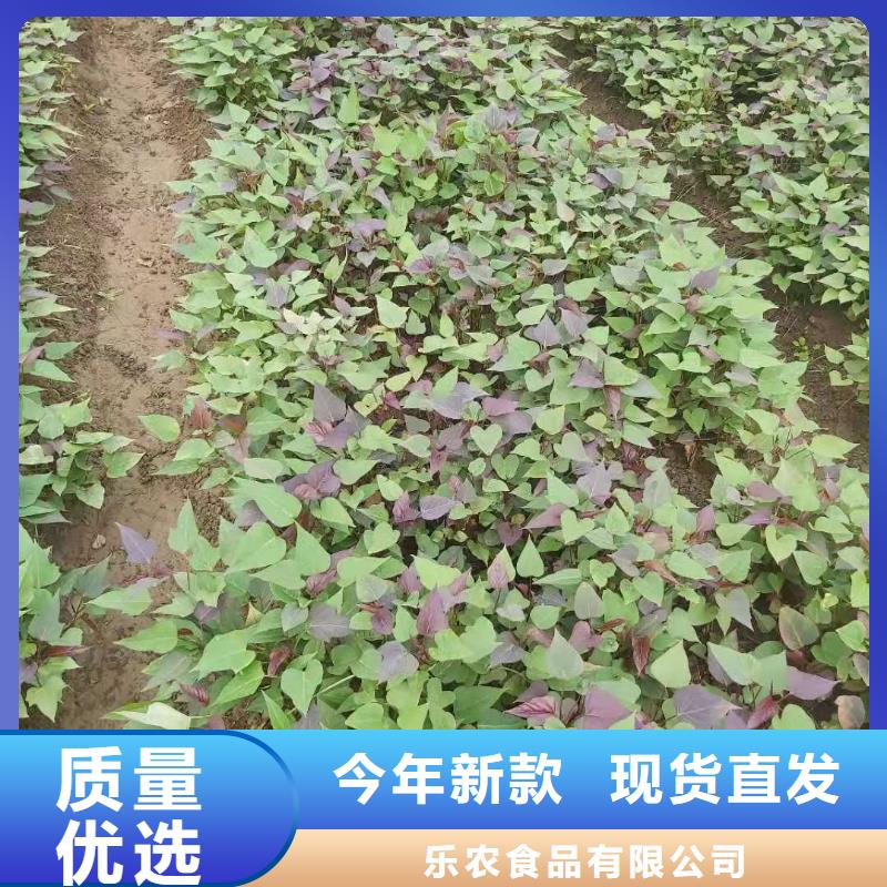 紫薯苗_羽衣甘蓝粉适用范围广