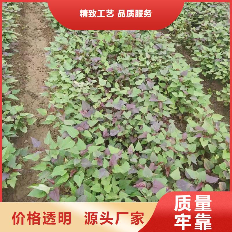 紫薯苗子供應