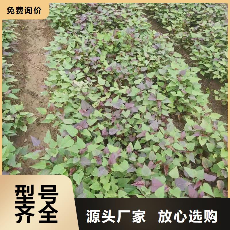 紫地瓜苗哪里有賣的