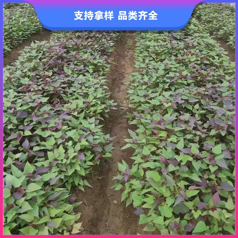 高產(chǎn)脫毒紫薯苗（凌紫品種）市場行情