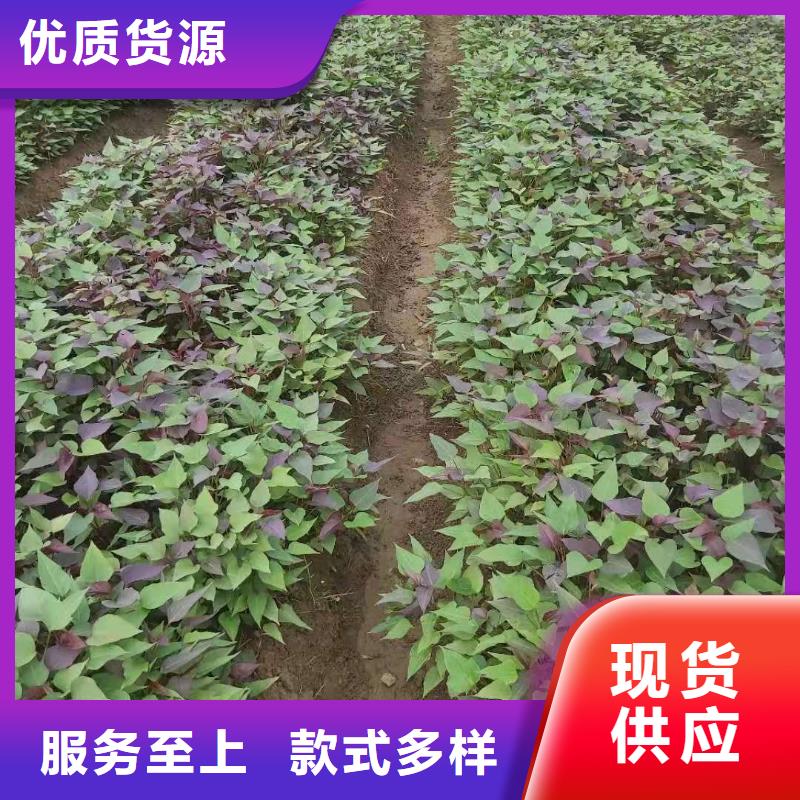 濟黑2號紫薯苗產地價格