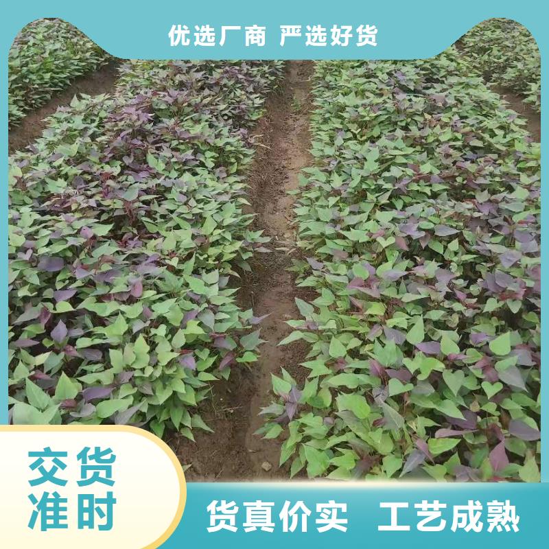 紫薯種苗種植方法
