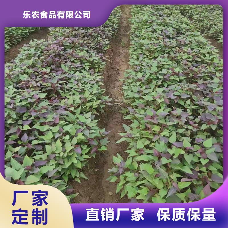 高產脫毒紫薯苗（凌紫品種）客戶群遍布全國