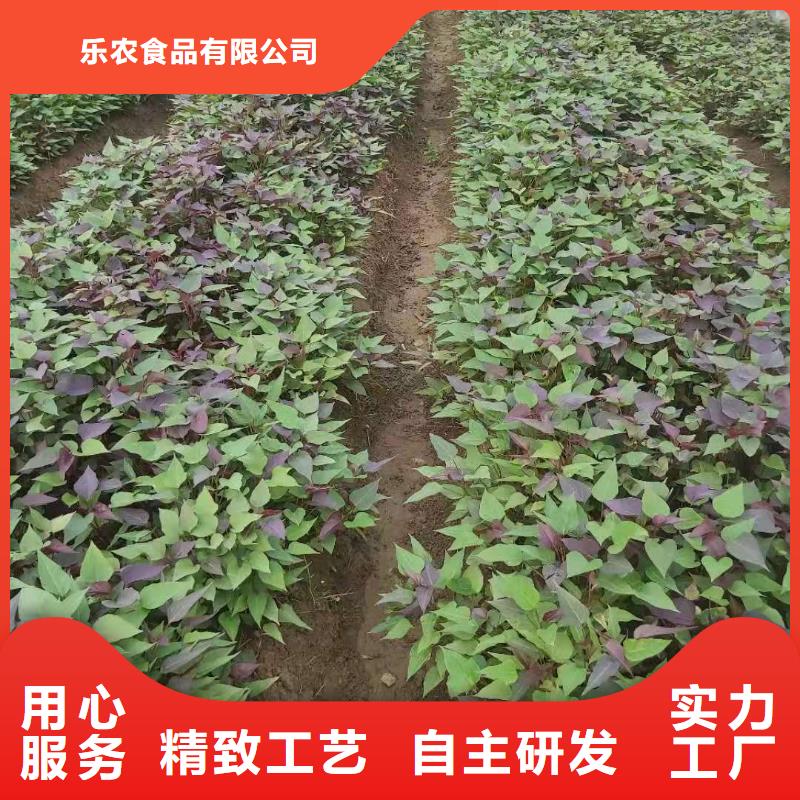 紫薯苗_羽衣甘藍粉適用范圍廣