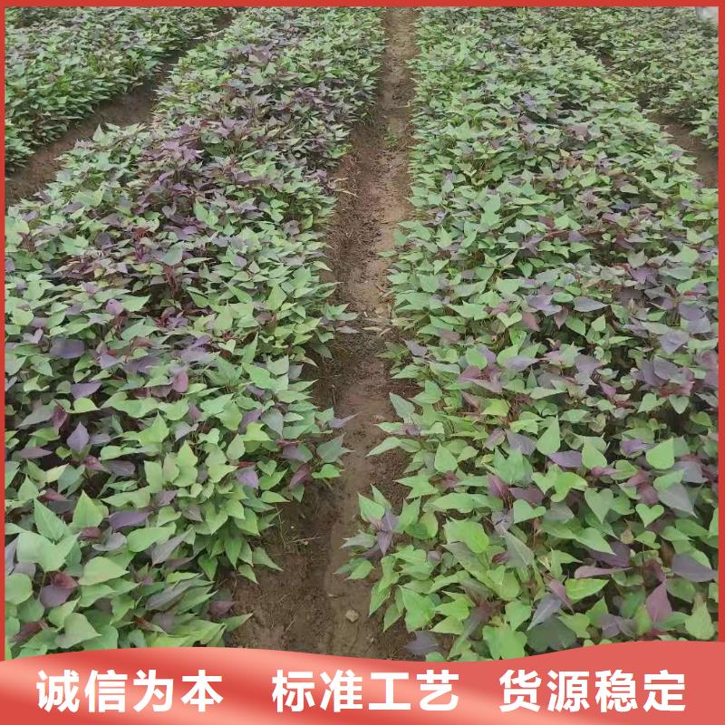 麥茬苗普薯32號（紅薯苗）品種多樣