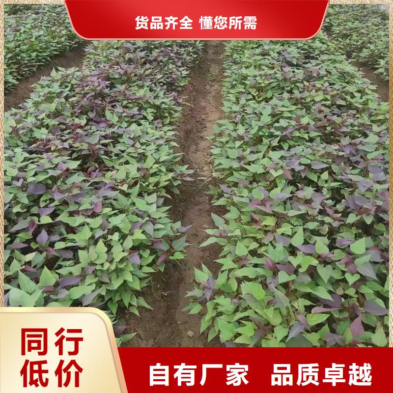 紫薯苗（濟黑2號上市）出品率高