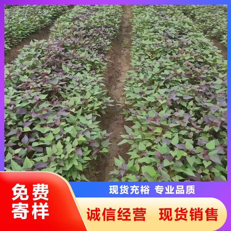 東風8號紫薯苗出售