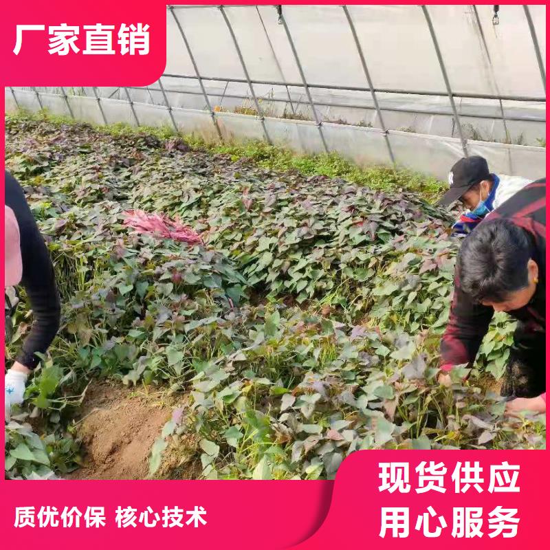 濟黑2號紫薯苗種植基地