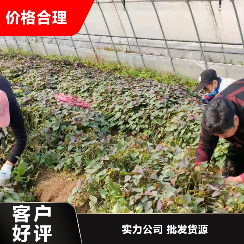 紫薯種苗2025新苗上市