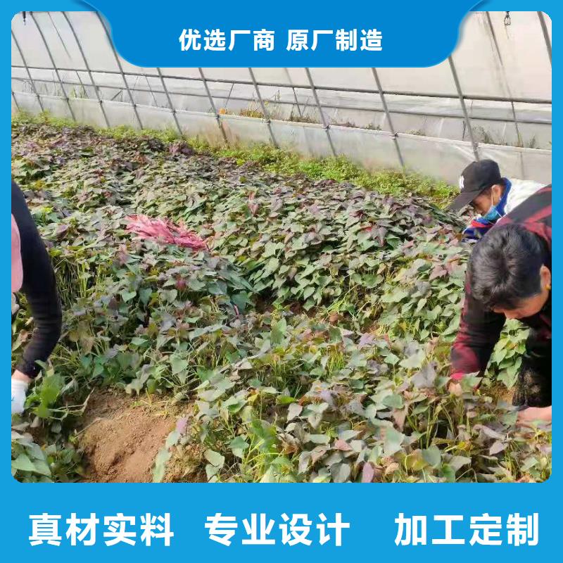 紫色地瓜苗（夏薯）多少錢