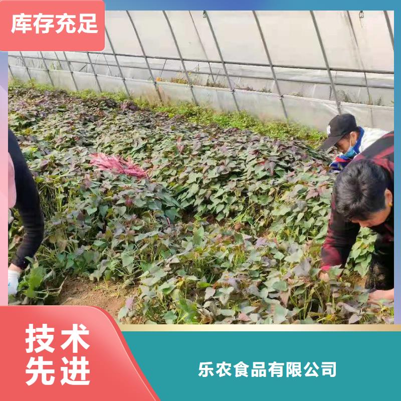 紫地瓜苗圖片