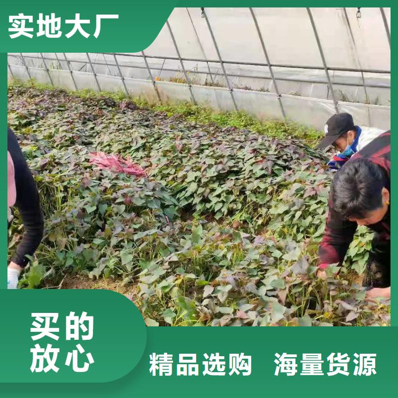 紫薯苗子銷售
