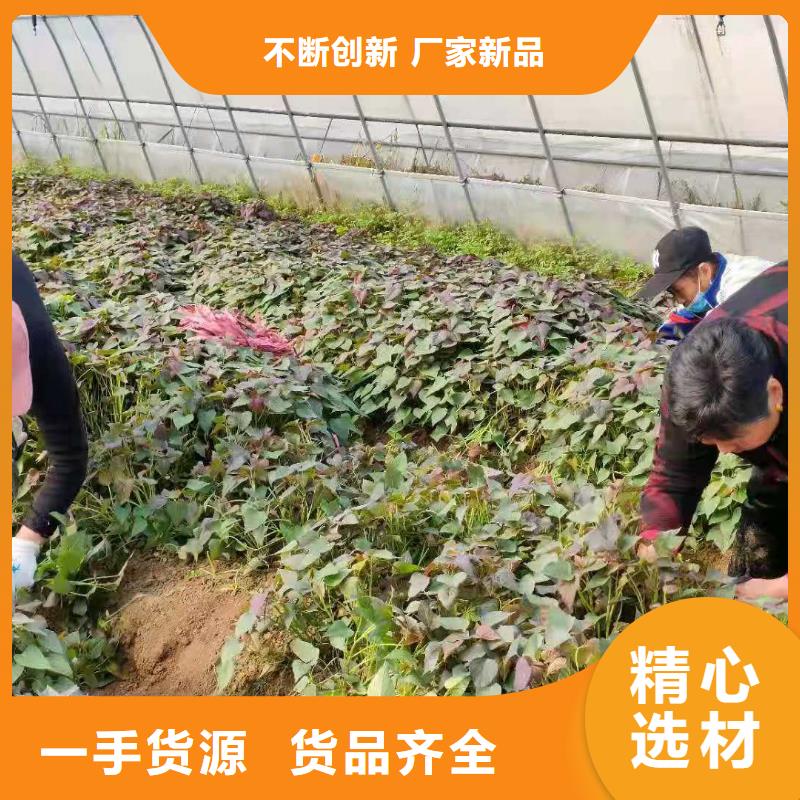 紫薯苗（濟(jì)黑2號(hào)）種植基地
