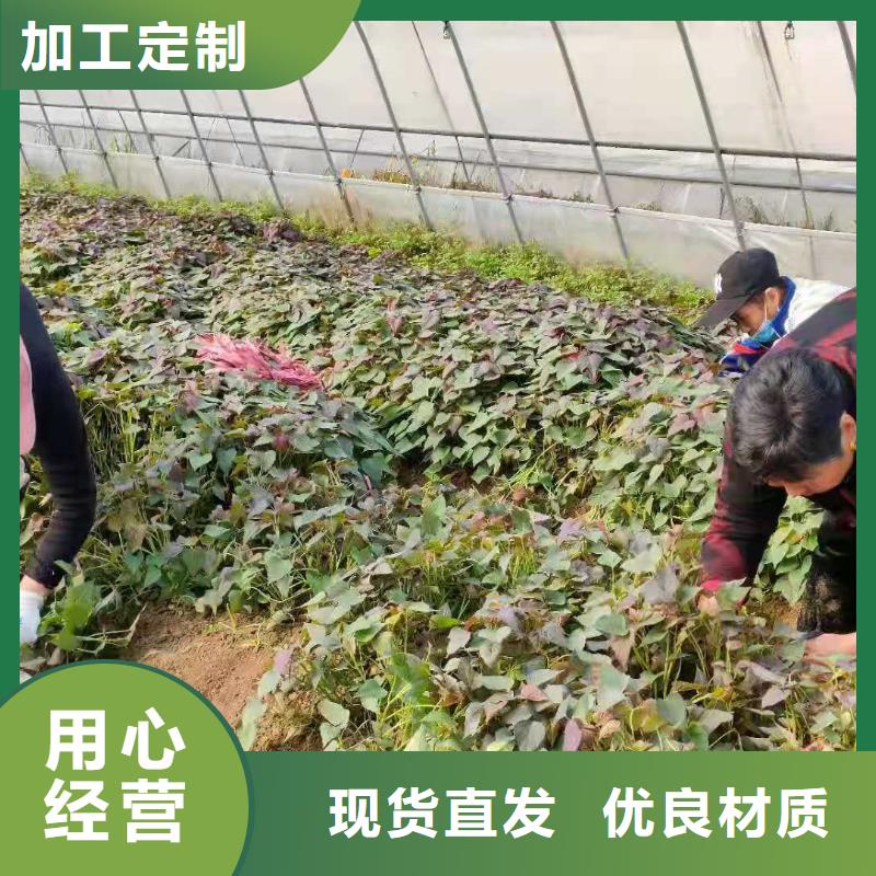 紫薯苗子多少錢一棵